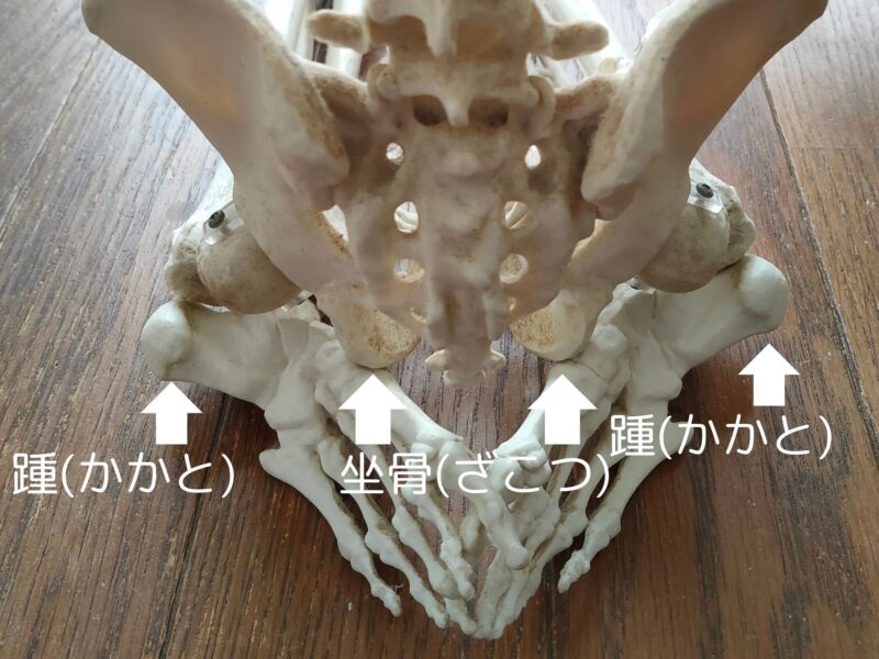 骨格模型の正座